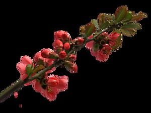 Flori de ramură HD imagine mare gratuită imagine png (5 fotografii)