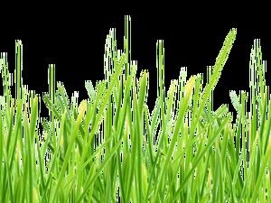 Piccolo pacchetto di erba verde fresca ad alta definizione download gratuito (8 foto)