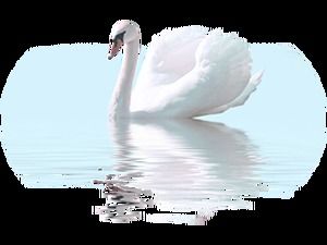 Download gratuito do pacote de imagens png do Swan (60 fotos)