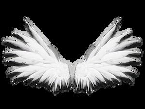 天使的翅膀和羽毛高清免费抠图（9张）