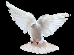 Porumbelul zburător al păcii imagini png gratuite de înaltă definiție (5 fotografii)