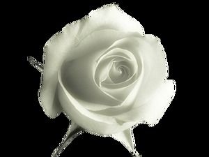 Przezroczyste tło bezpłatna biała róża png pakiet zdjęć do pobrania (60 zdjęć)