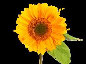 سلة زهور عباد الشمس زهرة عباد الشمس بابوا نيو غينيا المواد الصور (61 صورة)