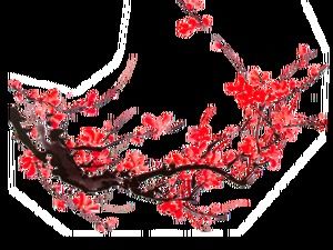 18 imagens de material de fundo transparente de flor de ameixa png de tinta