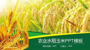PPT-Vorlage für landwirtschaftliche Produkte, die Reis anbauen