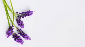 Четыре фиолетовых цветка РРТ фоновые изображения