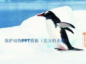 Ochrona zwierząt szablon PPT (pingwiny północne)
