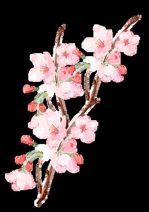 Pink Peach Blossom Cherry Blossom ฟรีคัตเอาท์ (26 ภาพถ่าย)