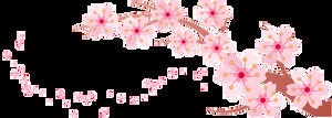 Flor de durazno, flor de cerezo, pétalos de rosa que caen HD Descarga gratuita de recortes (20 fotos)