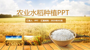 Сельскохозяйственный рис урожай зерна риса шаблон PPT