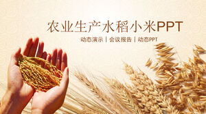 Produkcja rolna ryż produktu proso marketingowego szablon PPT