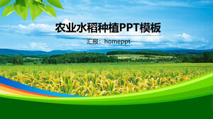 Șablon PPT de plantare de orez agricol în stil de afaceri simplu