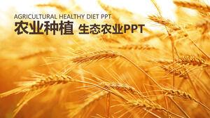 农业种植生态农业发展报告PPT模板