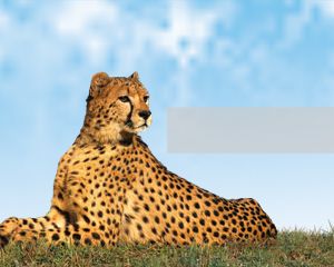 Template Leopard Gratis Power Point