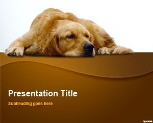 金毛尋回犬的PowerPoint模板