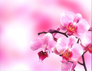 Um grupo de flores rosa e brilhantes Deslize fundo da imagem de download