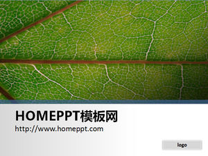 O frunză simplu close-up PPT imagine de fundal
