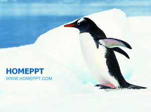 Antarktycznym penguin szablon PPT ochrona zwierząt