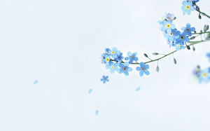 아름다운 푸른 꽃 PPT 배경 그림
