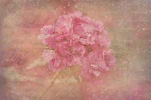 Bella immagine PPT sfondo rosa arte del fiore