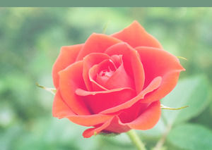 美丽的玫瑰鲜花的PowerPoint模板
