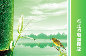 plantilla ppt pantalla ancha de refresco verde pájaro y bambú luz