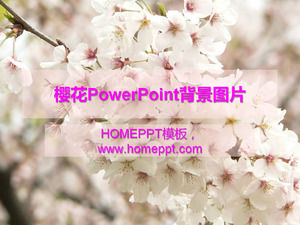 Flor de cerezo PowerPoint imagen de fondo descarga gratuita