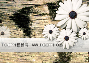 Chrysanthemum board background PPT-Vorlage herunterladen