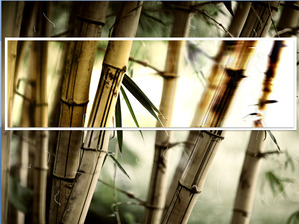 Claro bambú se desliza plantilla de diapositiva descarga