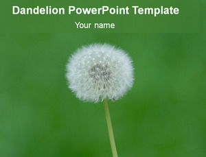 Dandelion lindgrün Hintergrund ppt-Vorlage