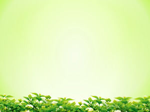 elegante fondo verde deja con hojas verdes imagen de fondo pase de diapositivas descarga