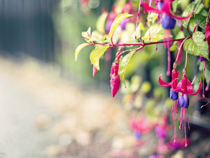 gambar latar belakang Purple Flower PPT segar