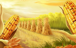 Golden corn - raccolto in autunno template stagione PPT