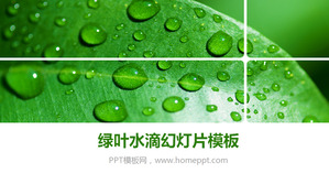 Grüne frische Blätter Drops Powerpoint-Vorlage herunterladen