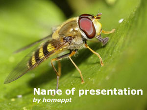 Hover Bee Nature modelo Ilustração powerpoint
