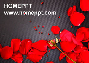 Любовь красная роза шаблон PPT скачать