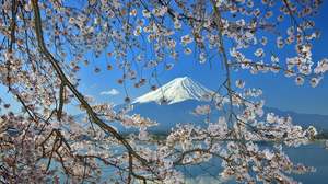 جبل فوجي الكرز إزهار صورة خلفية الصورة