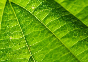 Природа Fern Leaf шаблон Иллюстрация PowerPoint