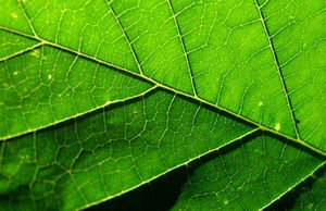 Шаблон PowerPoint Природа Tree Leaf