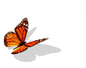 橙色蝴蝶昆虫设计的PowerPoint模板