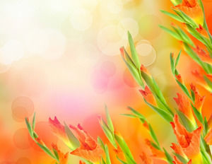 Flores Slideshow download de imagem Fundo morno laranja