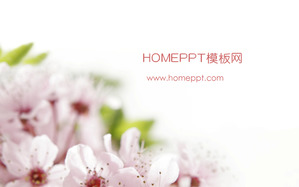 ピンクの桃の花の背景の植物スライドショーテンプレートのダウンロード