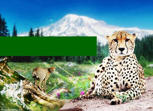 Puma hayvan koruma Powerpoint Şablonları