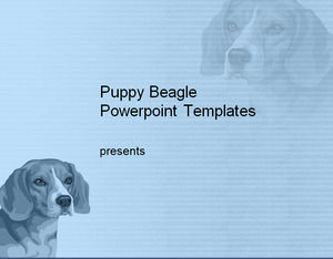 Yavru Beagle Powerpoint Şablonları