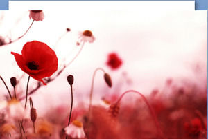 Красный мак цветок РРТ фоновое изображение