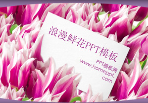 Template Amor PowerPoint Romantic Tulip Background