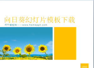 Sunflower Hintergrund der Anlage Powerpoint-Vorlage herunterladen