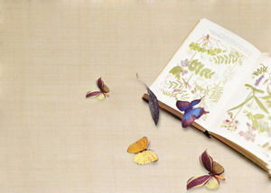 两张图片的PPT背景与优雅的蝴蝶背景