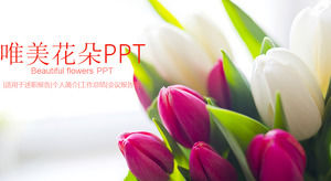 Uniwersalny szablon PPT dla pięknych kwiatów tulipanów do pobrania za darmo